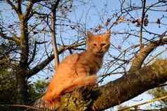 红色的小猫树猫戏剧爬上树