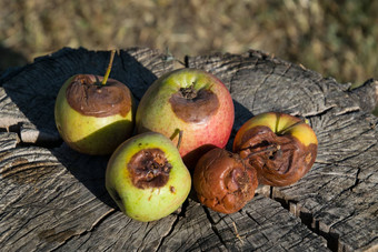 腐烂的苹果失败苹果被宠坏的腐烂的苹果树桩失败苹果被宠坏的作物
