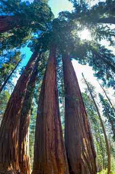 红杉资本国家公园加州美国
