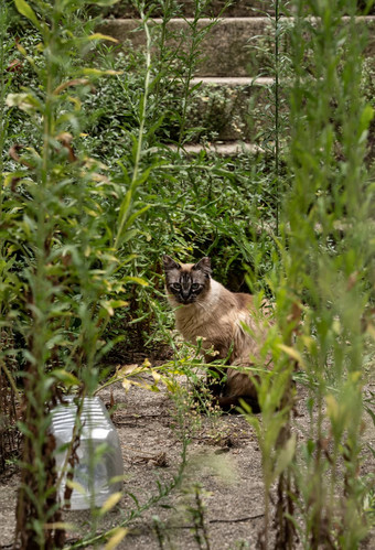 流浪猫<strong>杂草丛生</strong>的花园院子里两个孩子葡萄牙