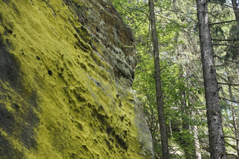 明亮的黄色的<strong>蝴蝶兰</strong>露西达真菌发现了砂岩岩石