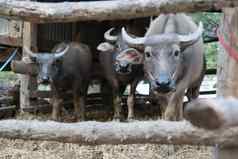 水牛牛笔肖像当地的泰国水牛牛
