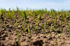 年轻的小麦幼苗日益增长的场黑色的土壤春天绿色小麦生长土壤关闭发芽黑麦农业场阳光明媚的一天豆芽黑麦农业
