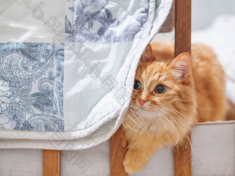 可爱的姜猫隐藏婴儿床蓝色的白色装饰拼接而成毯子毛茸茸的宠物舒适的首页