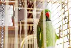 绿色洛里鹦鹉健谈吸蜜鹦鹉宠物坐着笼子里玩具