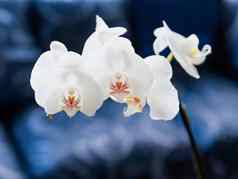 美丽的盛开的白色兰花蝴蝶 兰黑暗蓝色的背景