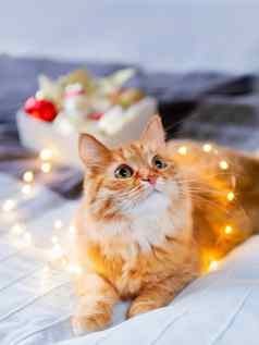 可爱的姜猫纠结的光灯泡加兰毛茸茸的宠物盒子圣诞节装饰舒适的首页一年