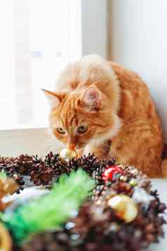 可爱的姜猫嗅探手工制作的圣诞节花环毛茸茸的宠物