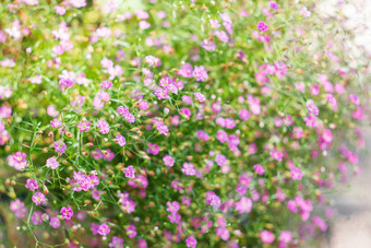 自然夏天背景粉红色的花花圃花园