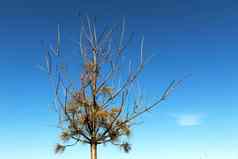 枯萎的松树冬天蓝色的天空