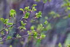 特写镜头春天新鲜的年轻的叶树分支概念觉醒自然春天播种季节