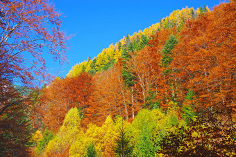 秋天风景景观色彩斑斓的森林
