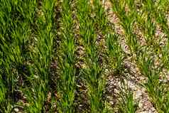 年轻的小麦幼苗日益增长的场黑色的土壤春天绿色小麦生长土壤关闭发芽黑麦农业场阳光明媚的一天豆芽黑麦农业