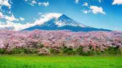 富士山樱桃开花春天日本