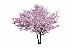 粉红色的花樱桃花朵树孤立的白色背景