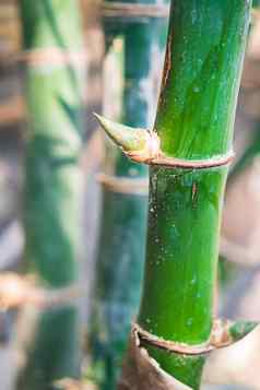 竹子树热带热带雨林