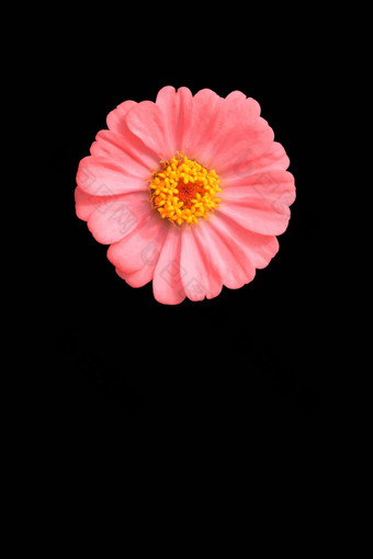 单粉红色的Zinnia花孤立的黑色的背景