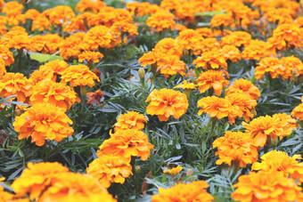 橙色金盏花teotleco花<strong>花圃</strong>背景很多黄色的花