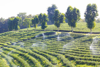 行绿茶树农场宽角拍摄