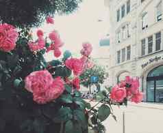 美丽的野生粉红色的玫瑰城市花园