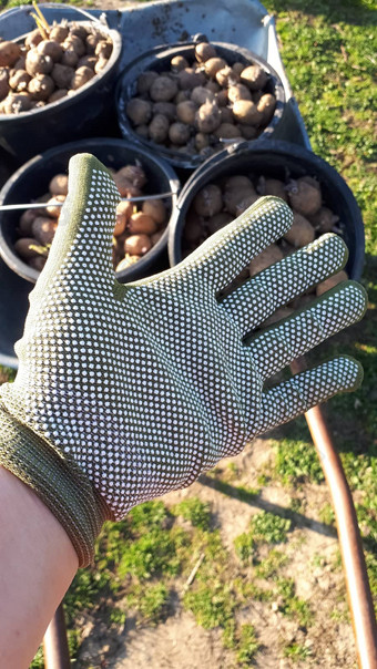手工作手套手保护种植土豆
