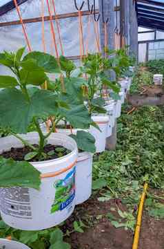 首页温室温室家园日益增长的幼苗番茄黄瓜
