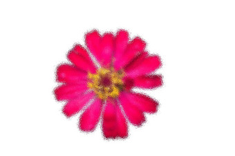摘要磨砂玻璃图像美丽的粉红色的花Zinnia孤立的白色背景