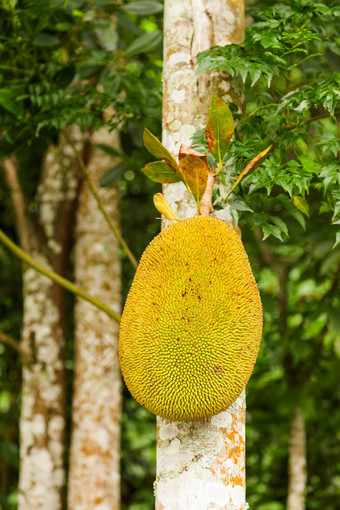 菠萝蜜面包果异叶植物杰克树物种树桑无花果家庭桑科印尼