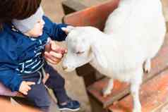 婴儿触碰山羊孩子笑父亲的手户外活动孩子们