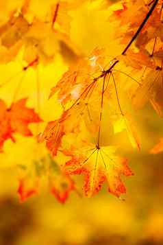 摘要秋天自然背景黄色的枫木叶子