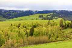视图高度村春天喀尔巴阡山杂草丛生的年轻的落叶树