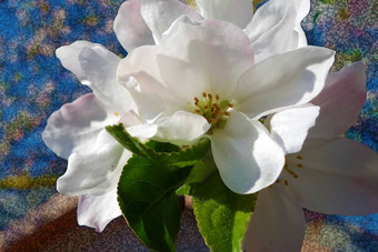 清晰的<strong>春天图片</strong>苹果花朵