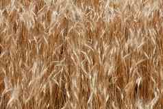 黄色的场成熟的小穗小麦夏天多风的天气