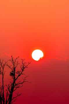 美丽的轮廓死树红色的日落天空云