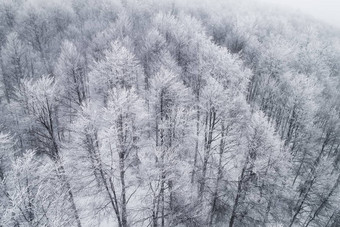 空中视图森林冬天降雪