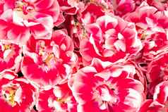 粉红色的美丽的花自然背景春天开花计划