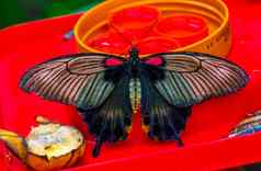 美丽的特写镜头常见的摩门教徒蝴蝶色彩斑斓的热带昆虫specie亚洲