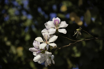 美丽的<strong>紫荆花</strong>variegate花