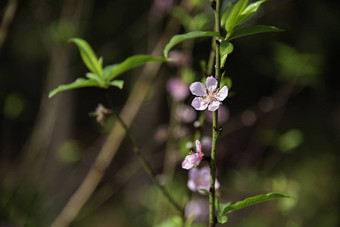 花朵李属persica“春天荣耀的桃子树