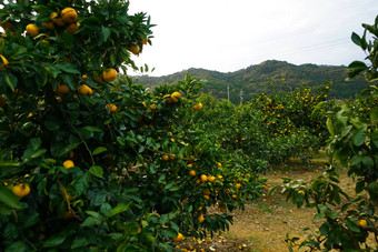 普通话<strong>橙子树</strong>水果挑选蒲郡橙色公园