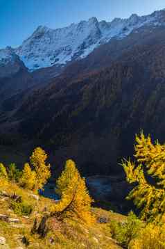 景观瑞士阿尔卑斯山脉秋天