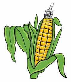 玉米画插图向量白色背景