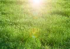 日益增长的高绿色草春天一天