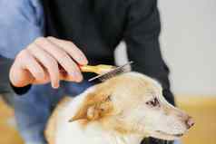 梳理狗的外套狗发型宠物护理
