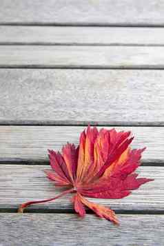 红色的日本枫木叶木板凳上背景