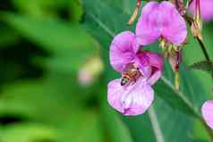 蜂蜜蜜蜂苍蝇紫色的花收集花蜜
