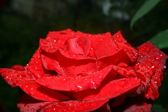 玫瑰雨滴花园