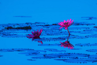 粉红色的红色的莲花湖udonthani泰国