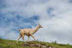 羊驼南美国哺乳动物秘鲁