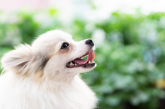 特写镜头可爱的波美拉尼亚的狗快乐感觉